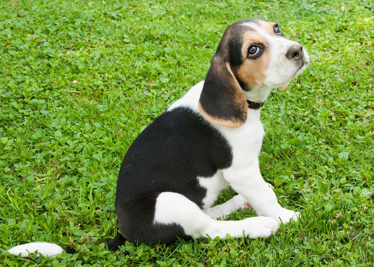 race de chien Beagle