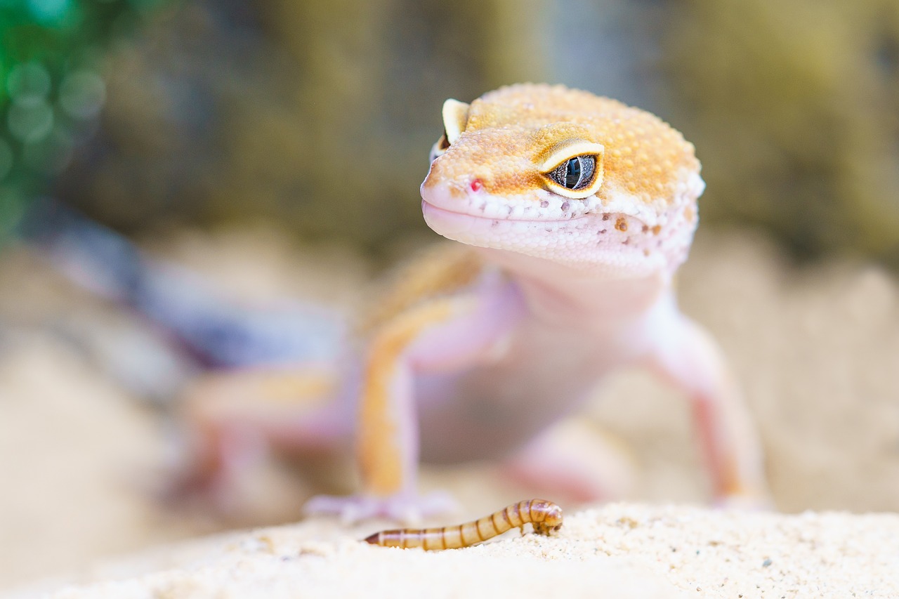 5 espèces de Gecko