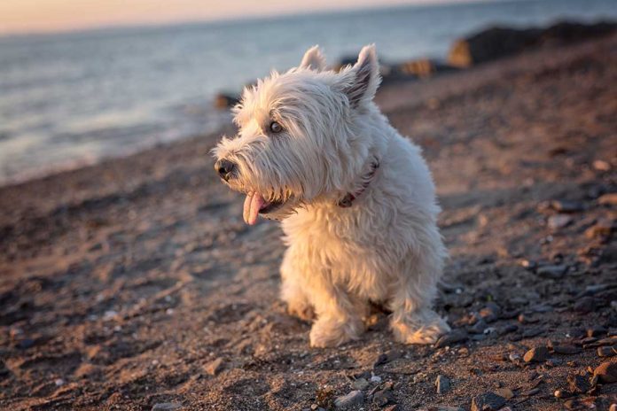 Les 9 races de chien qui sont les plus impétueuses Animal ch