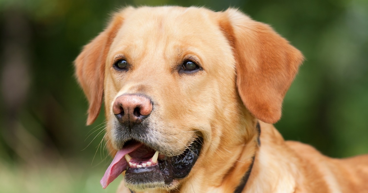 3 raisons d adopter un Labrador 