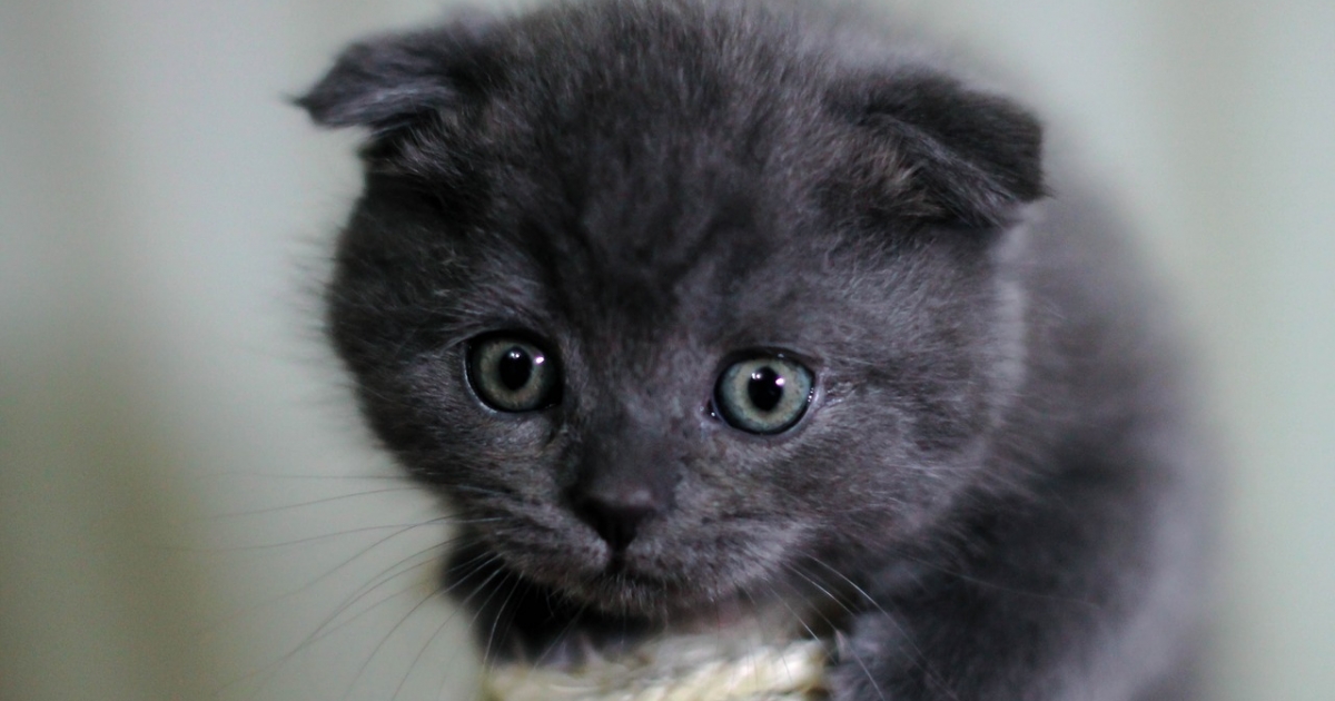 Scottish Fold Ou Straight Quelle Difference