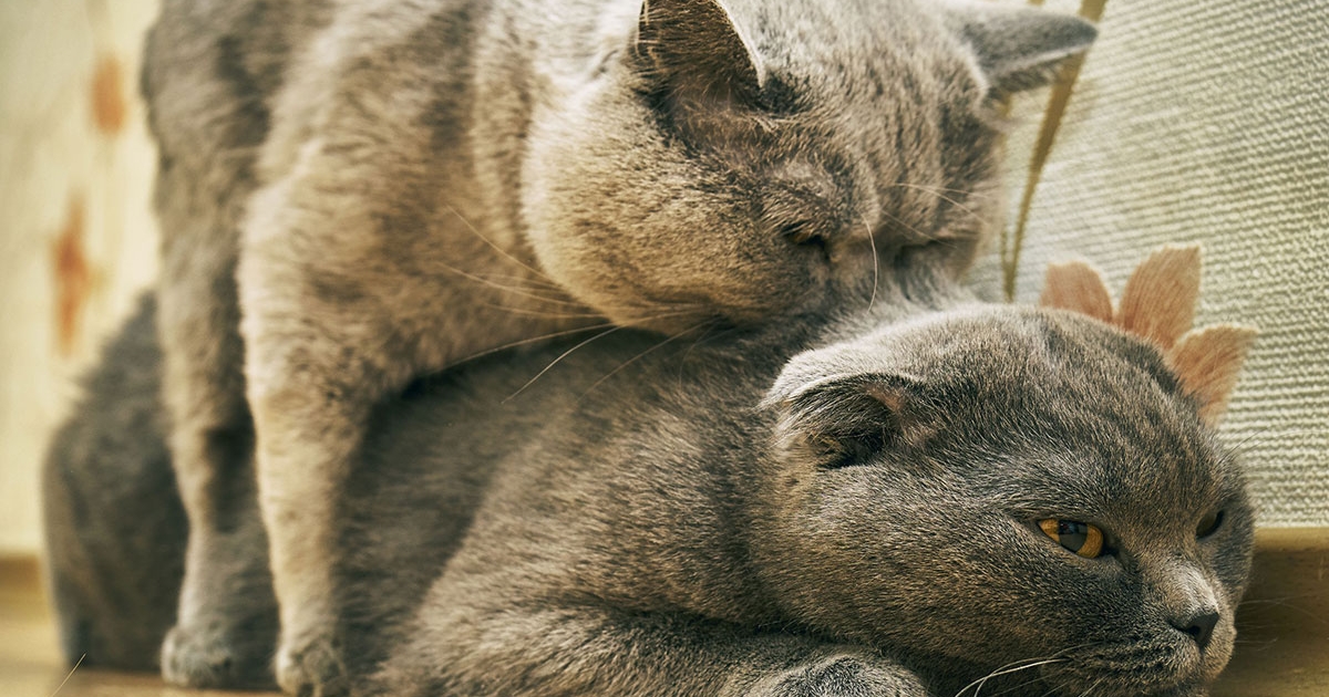 Chatte En Chaleur Comment Le Savoir