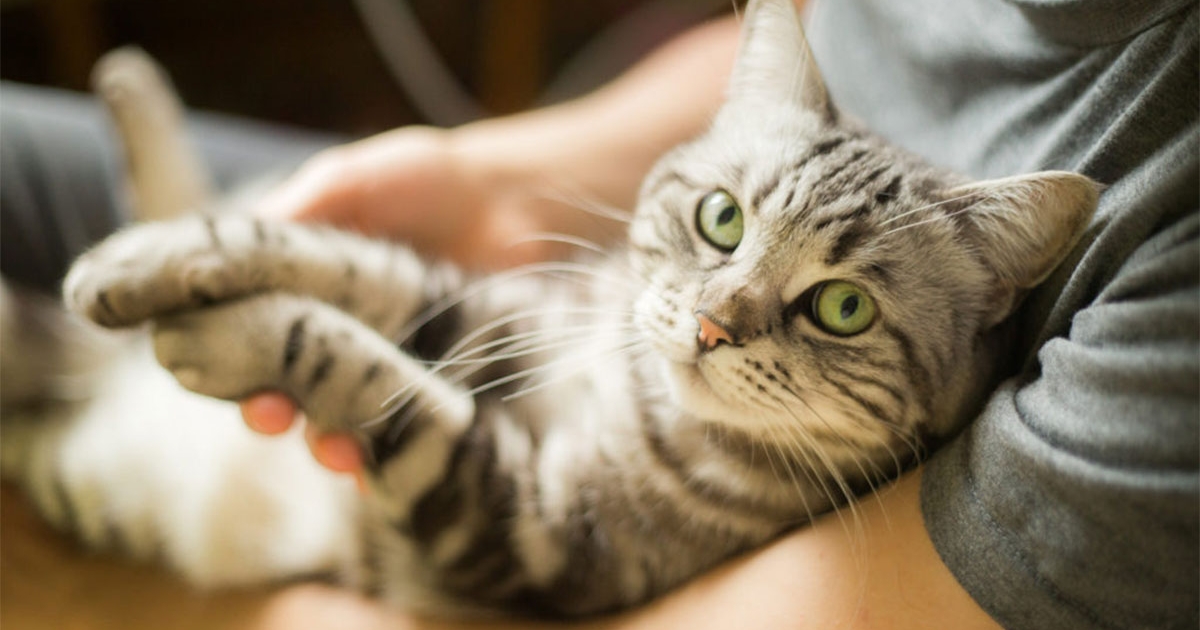 10 Races De Chats Les Plus Calines