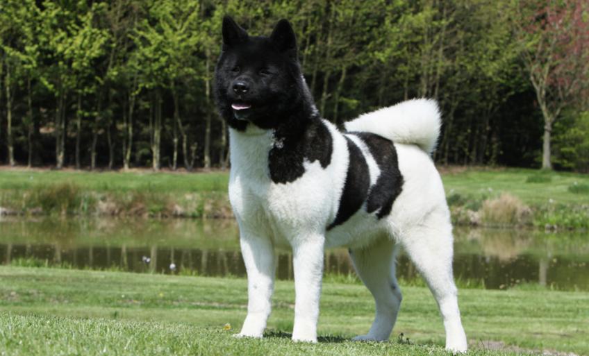 Akita Americain Découvrez La Race De Chien