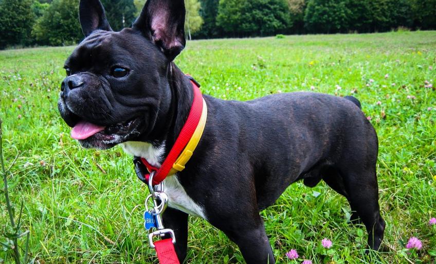 Bouledogue Francais Decouvrez La Race De Chien