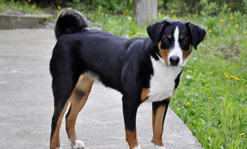 Bouvier Dappenzell Découvrez La Race De Chien