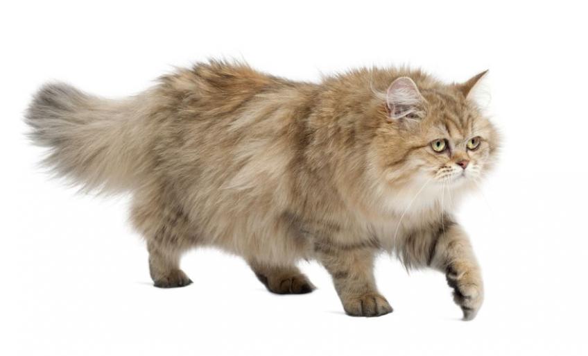 British Longhair Decouvrez La Race De Chat