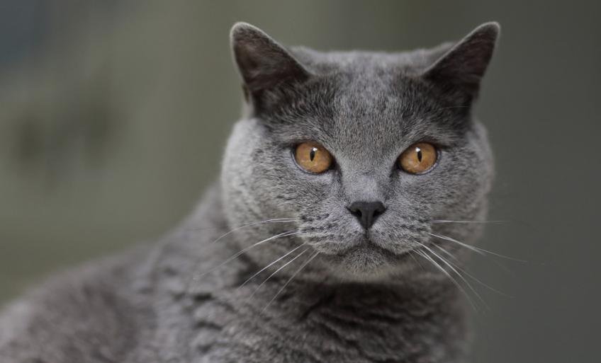 Chartreux Decouvrez La Race De Chat