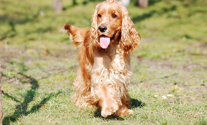 Cocker Anglais Découvrez Cette Race De Chien