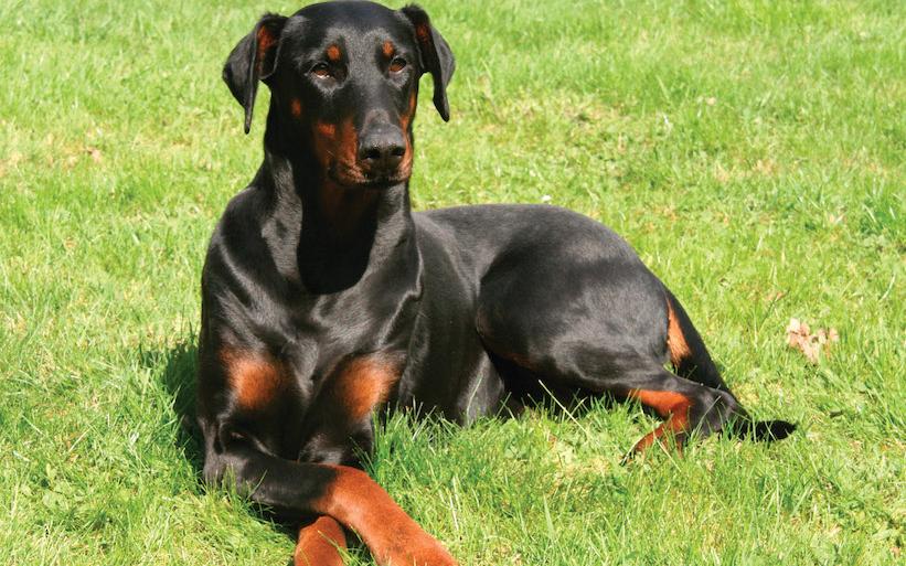 Dobermann Découvrez La Race De Chien