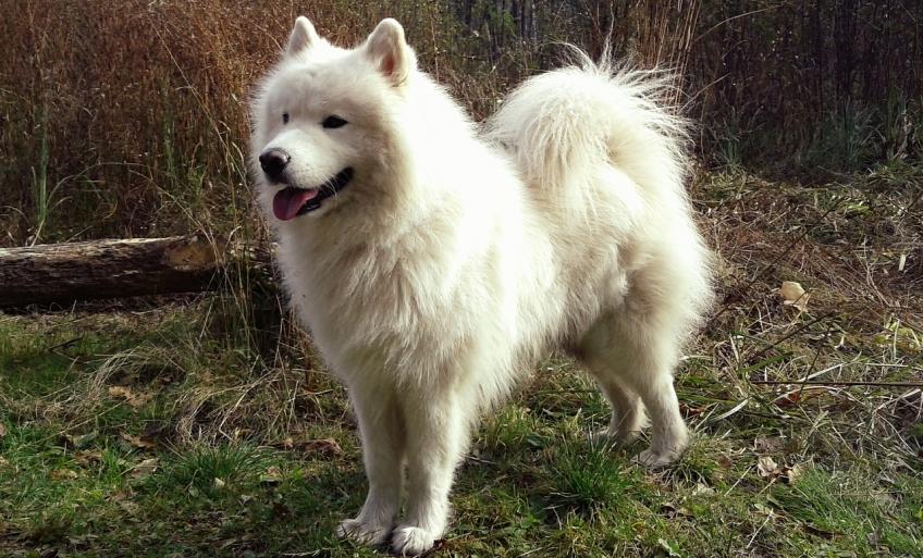 Samoyède Découvrez Cette Race De Chien