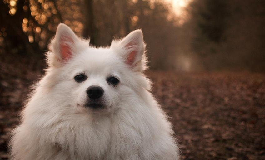 Spitz Allemand Découvrez Cette Race De Chien