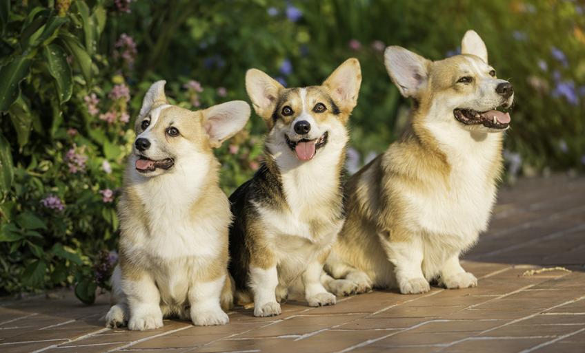 Welsh Corgi Découvrez La Race De Chien