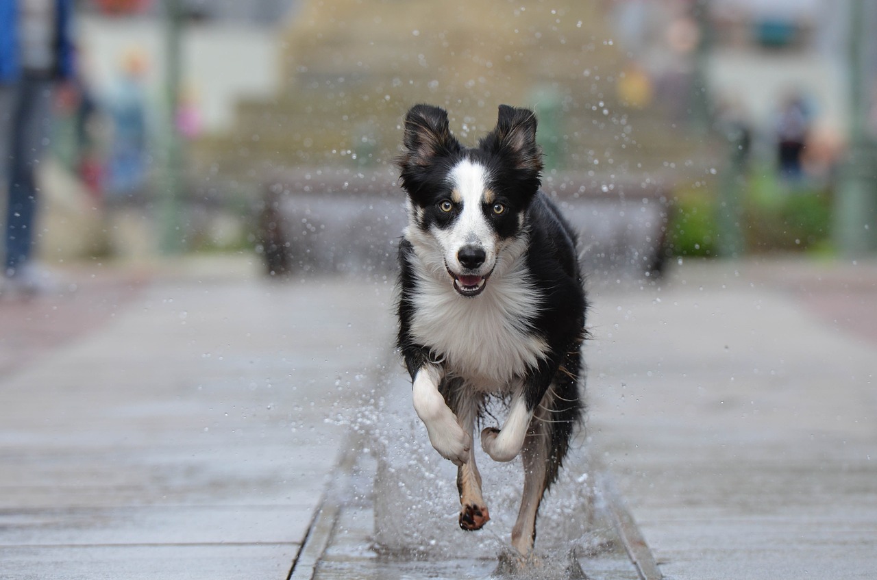 3 raisons d’adopter un Border Collie