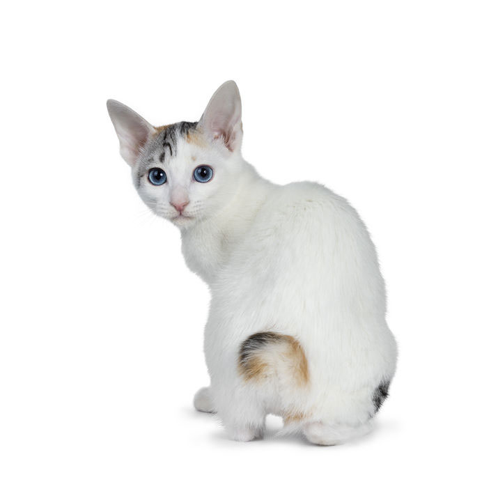 chat Japanese Bobtail