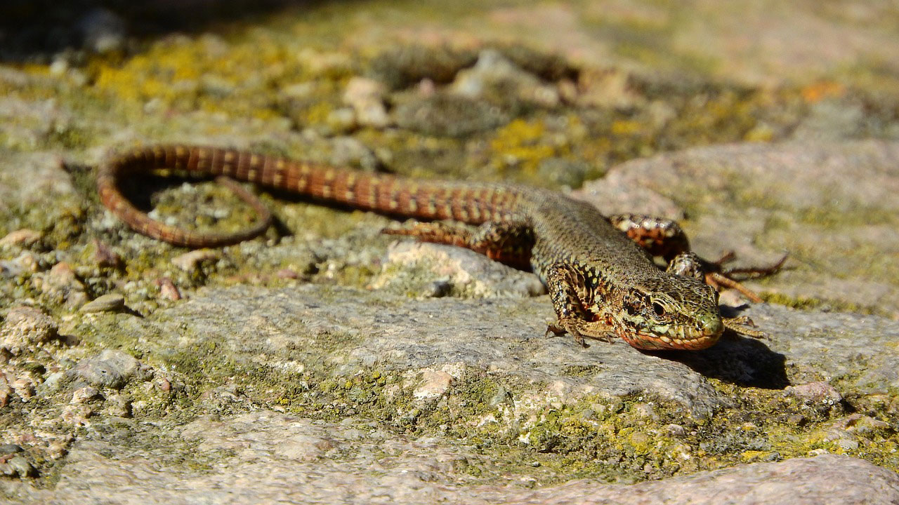 le lézard des murailles