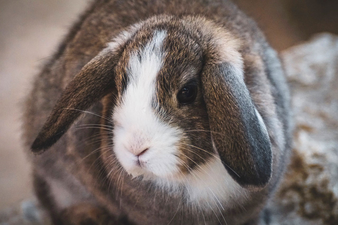 race de lapin bélier