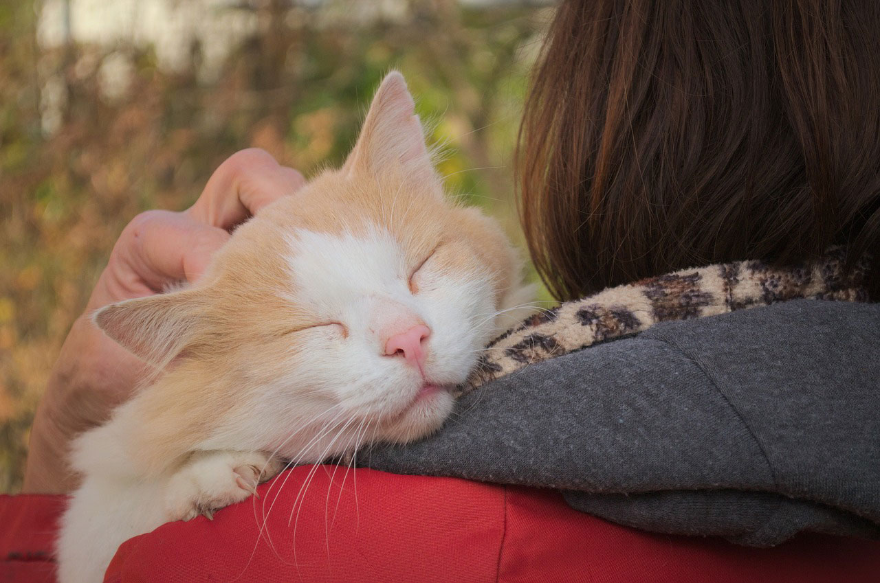 signes que votre chat vous aime