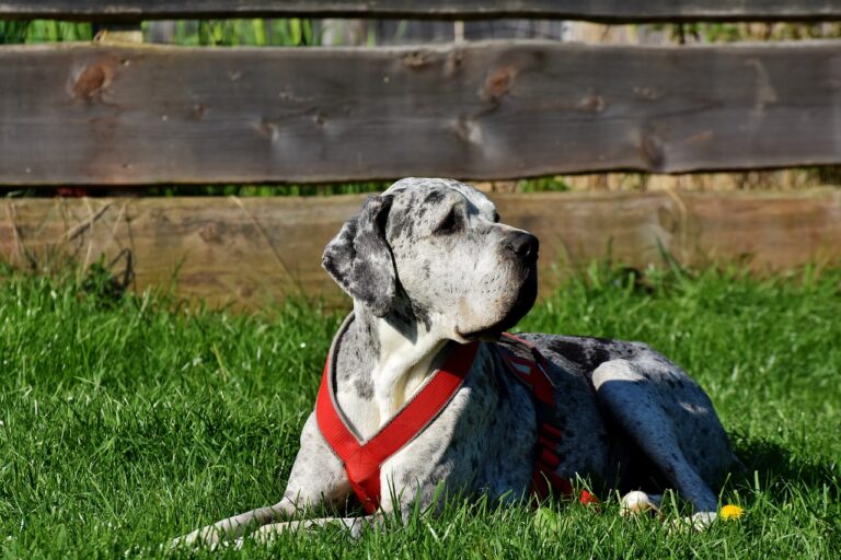 3 raisons d’adopter un Dogue Allemand