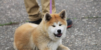 Akita Inu