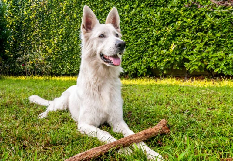 Le berger blanc suisse, on l’adore