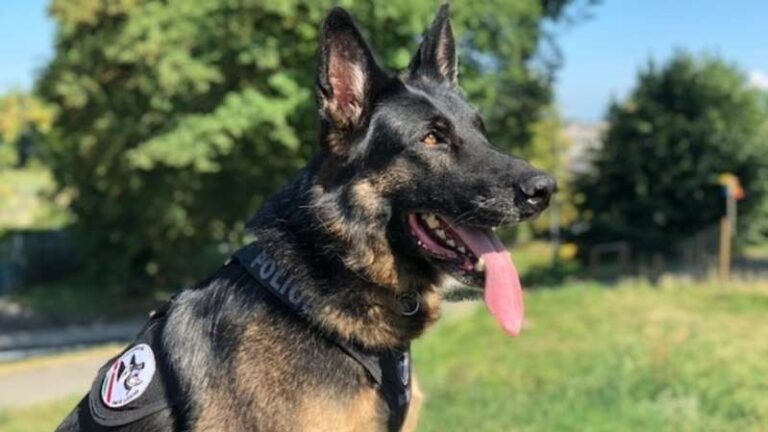 Un chien policier neuchâtelois sauve une jeune femme