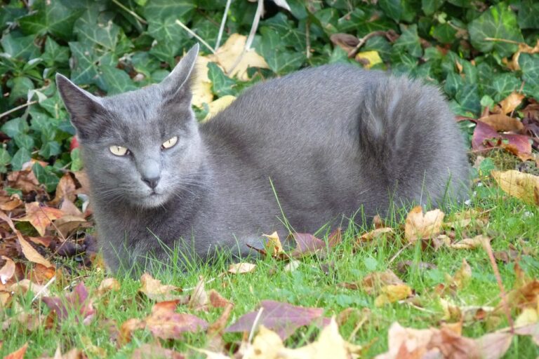 Chat court sur pattes – Découvrez les 4 races