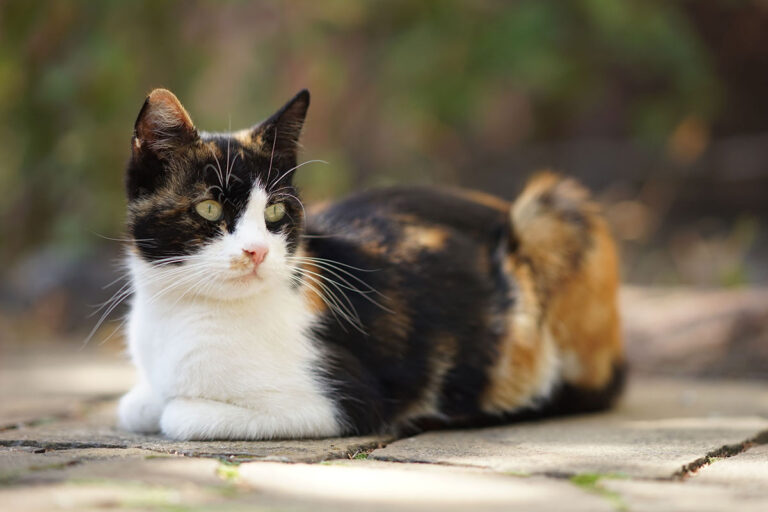 Chat Isabelle – Quelles particularités