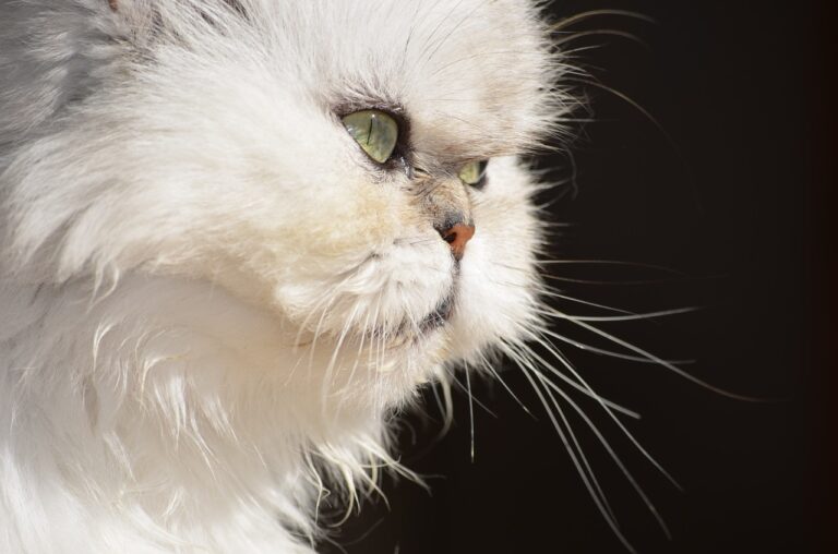 8 races de chats au visage plat ou aplati