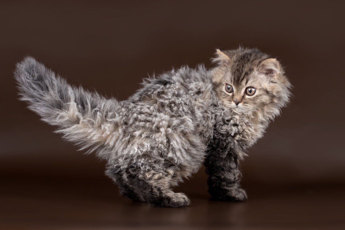 photo chaton Selkirk Rex