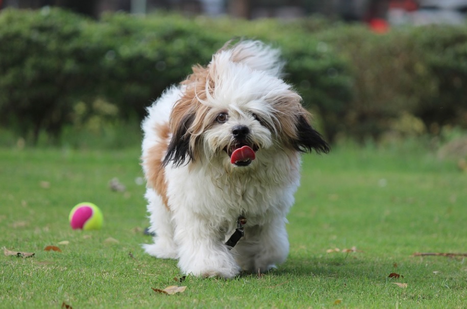 race de chien Lhassa Apso