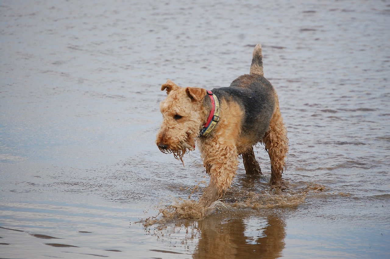 chien Airedale Terrier