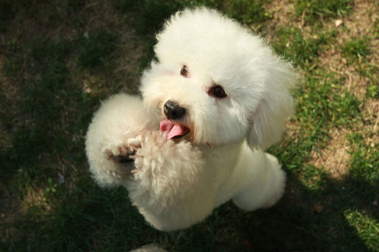 4 types de chiens bichon