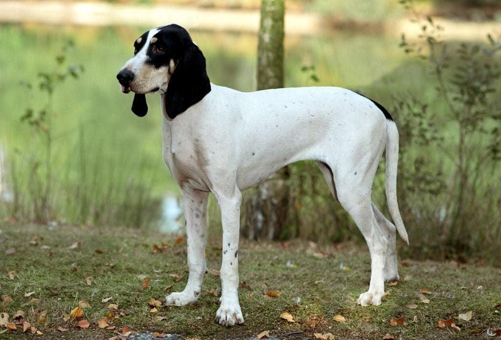 chien de race Ariégeois