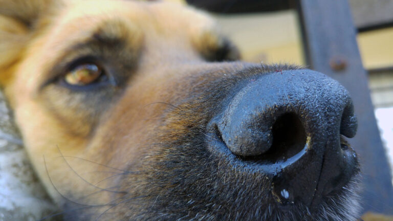 Votre chien peut-il être porteur du Coronavirus ?