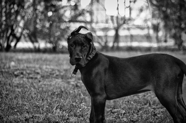 Les différentes races de dogue