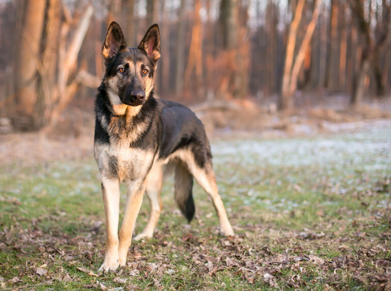 Chiens de garde : 5 meilleures races