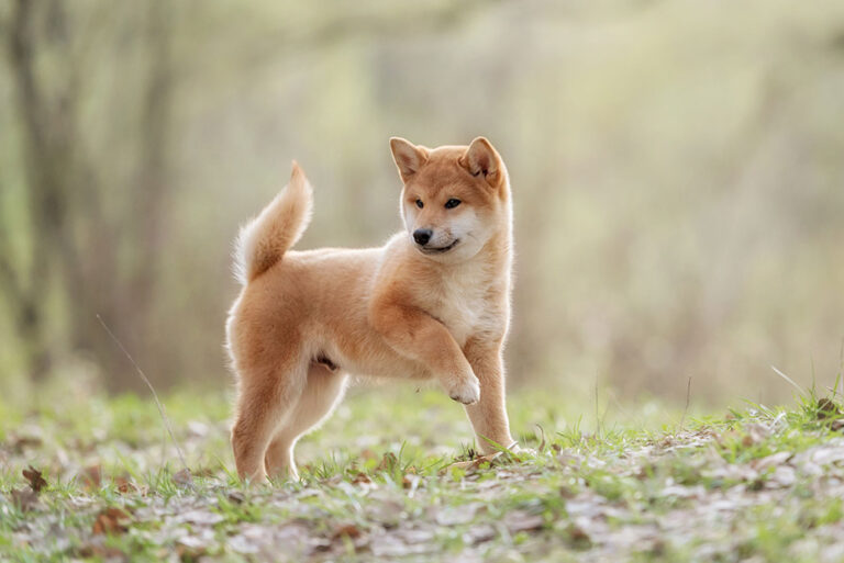 5 races de chiens japonais