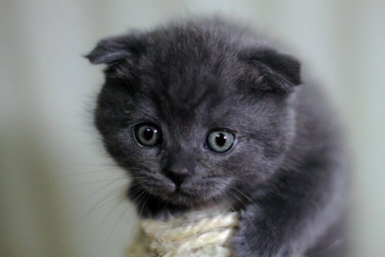 Scottish Fold ou Straight : quelle différence ?