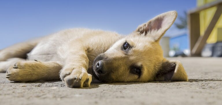 Un homme condamné à Bordeaux pour la maltraitance et la mort de son chiot