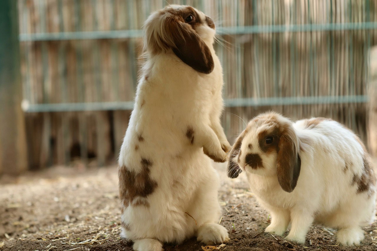 Lapin bélier