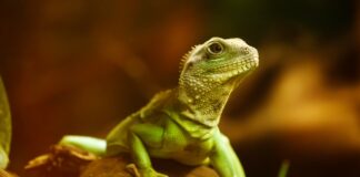 meilleurs lézards domestiques pour débuter