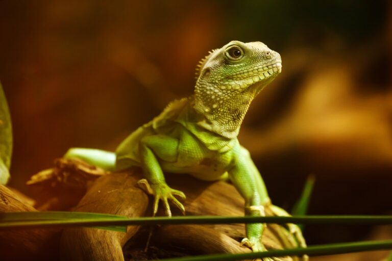 meilleurs lézards domestiques pour débuter