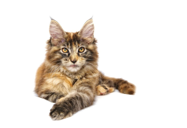 3 raisons d’adopter un Maine Coon