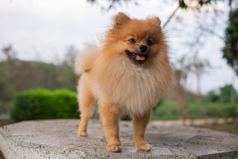 Comment faire obéir un Spitz ?