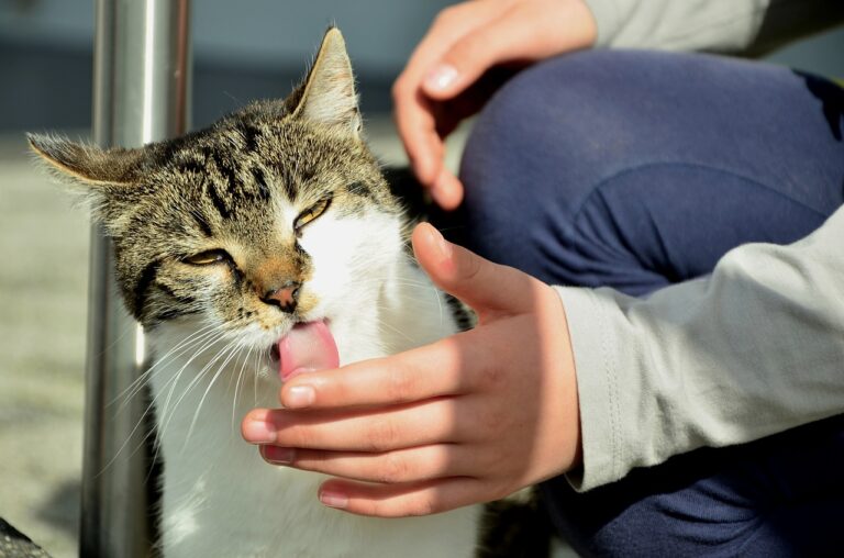 Pourquoi mon chat me lèche le nez ?