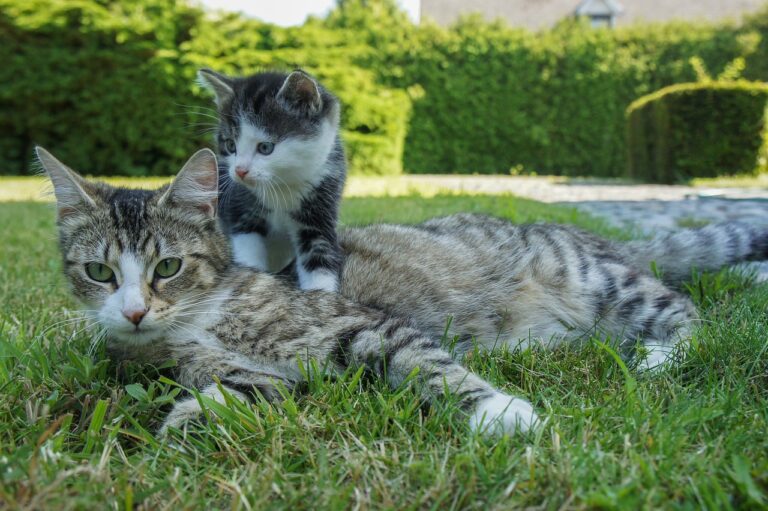 Nom de chat femelle – découvrez les plus populaires