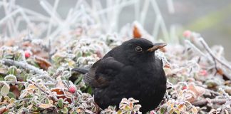 nourrir les oiseaux l'hiver dans jardins