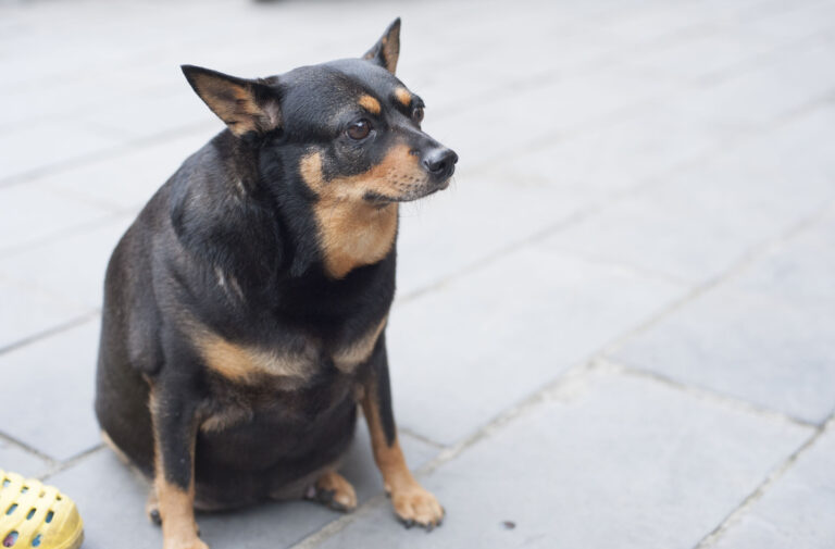 L’obésité des chiens est souvent liée à celle des maîtres