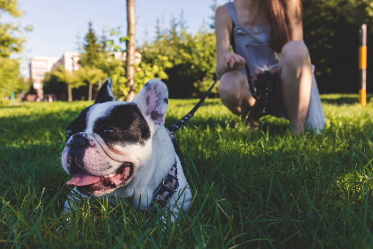 Des propriétaires de chiens dotés d’un permis à point